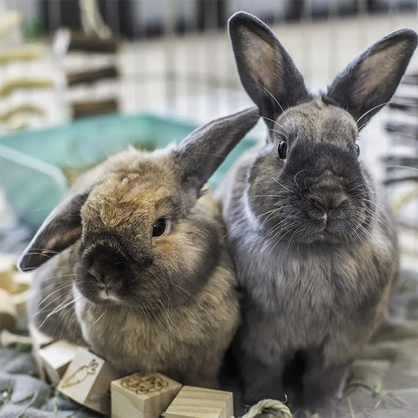 Rabbits and Guinea Pigs