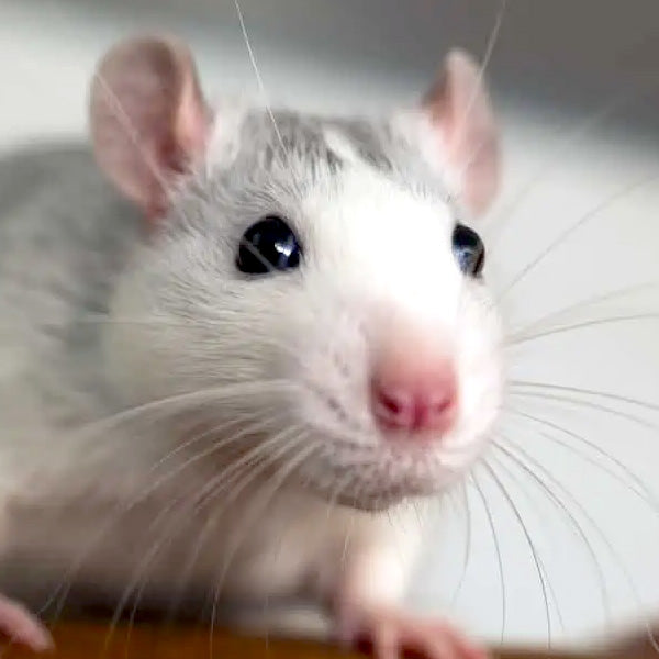 Rats and Mice