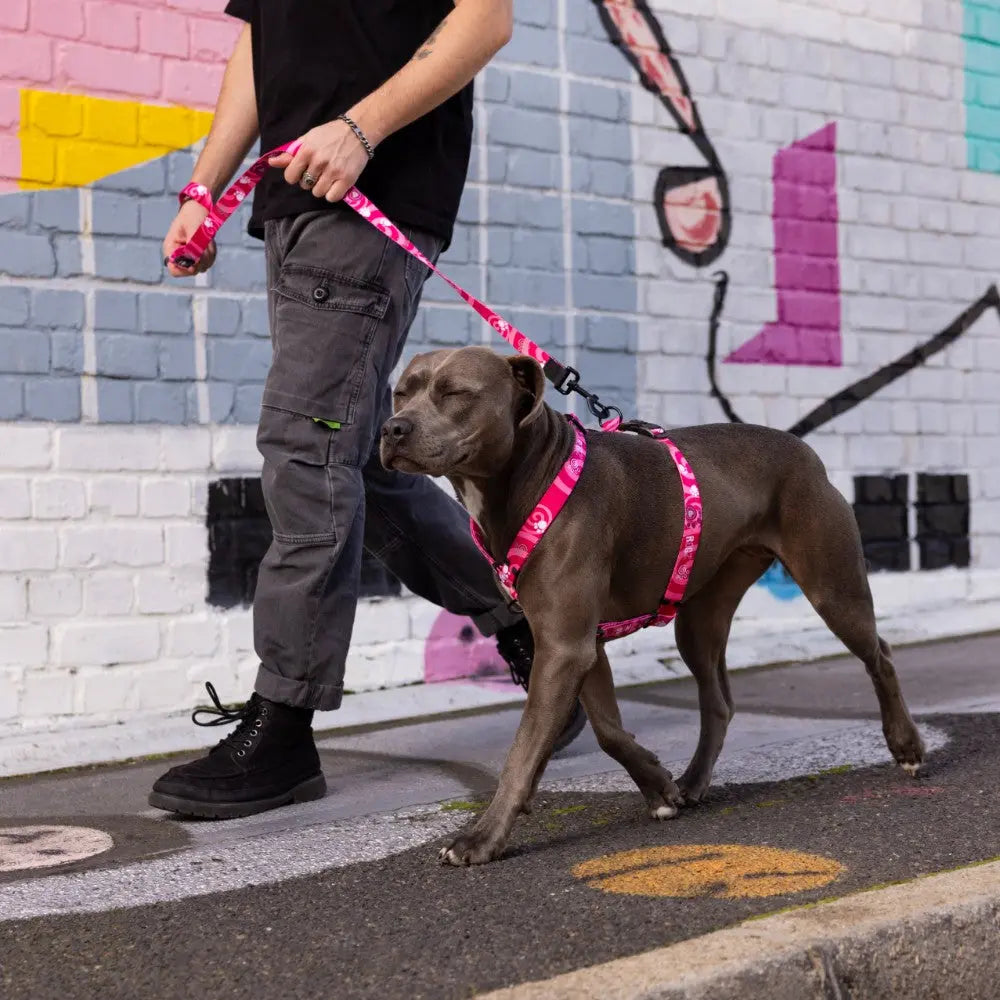 Rogz-Fusion-Classic-Dog-