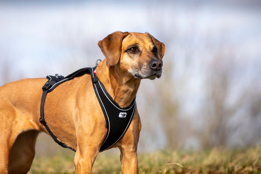 Curli Belka Comfort Harness