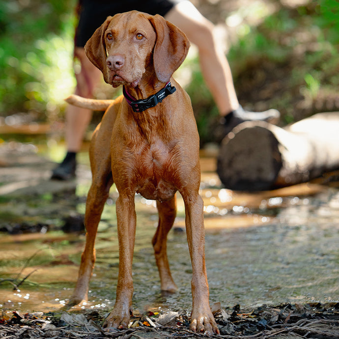 Rogz AirTech Classic Collar