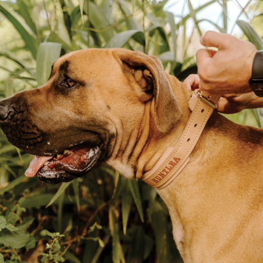 Huntlea Impala Bulldog Studded Leather Collar