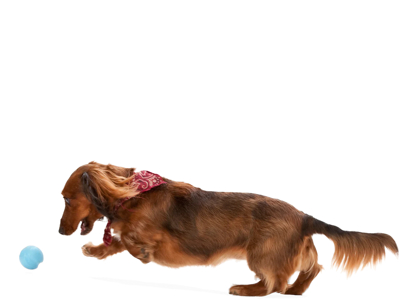 Load image into Gallery viewer, West Paw Jive
