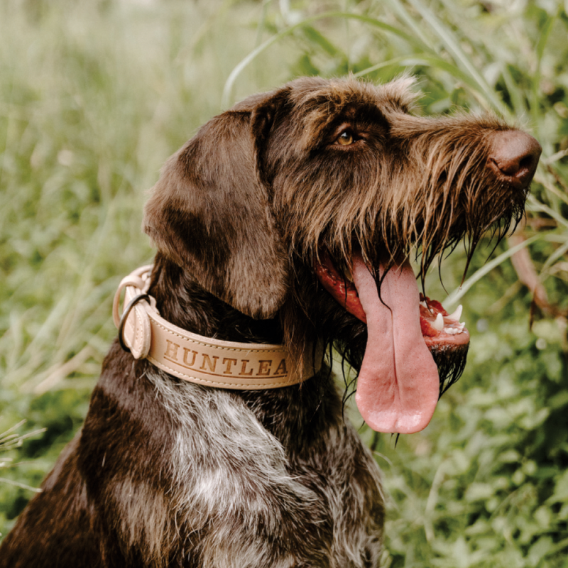 Load image into Gallery viewer, Huntlea Impala Mighty Plain Dog Leather Collar
