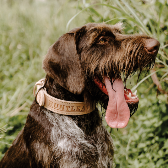 Huntlea Impala Mighty Plain Dog Leather Collar