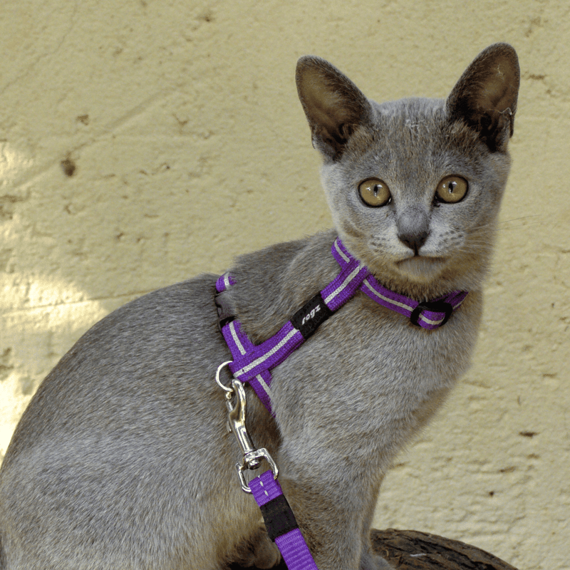 Load image into Gallery viewer, Rogz Alleycat Harness and Lead (Reflective)
