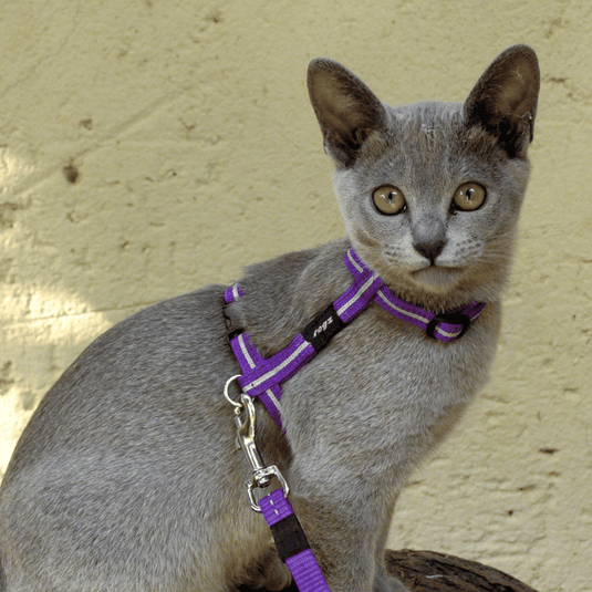 Rogz Alleycat Harness and Lead (Reflective)