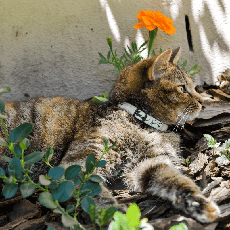 Load image into Gallery viewer, Rogz GlowCat Safety Release Collar
