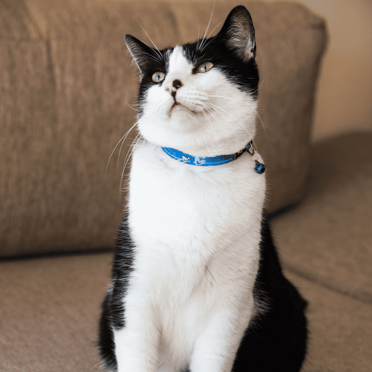 Rogz KiddyCat Breakaway Buckle Collar