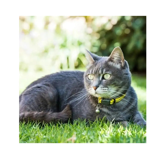 Rogz AlleyCat Reflective Safety Release Collar