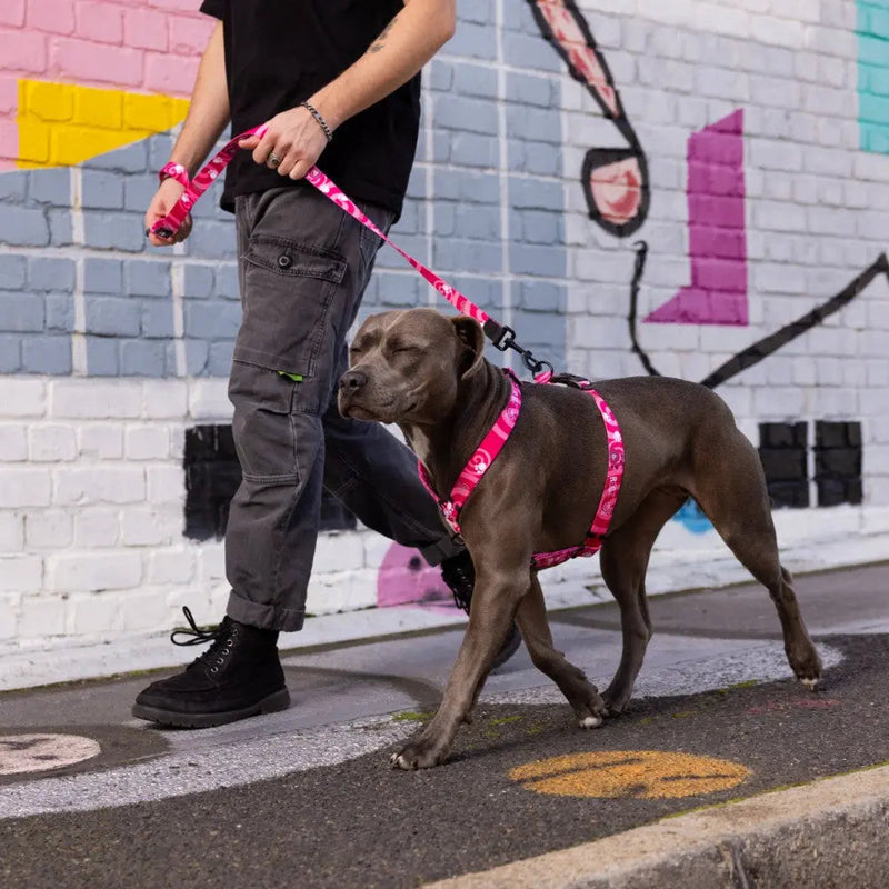 Load image into Gallery viewer, Rogz Fusion Classic Dog Harness
