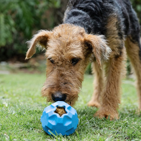Slow Feeders & Interactive Toys