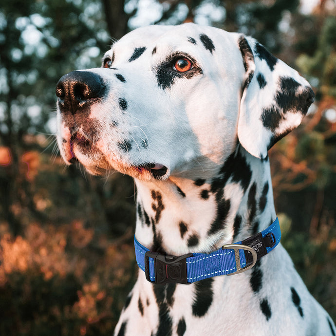 Rogz Utility Classic Collar