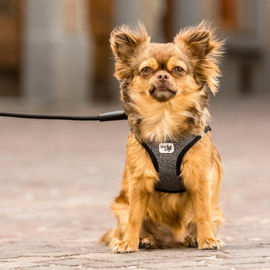 Curli Air-Mesh Vest Dog Harness
