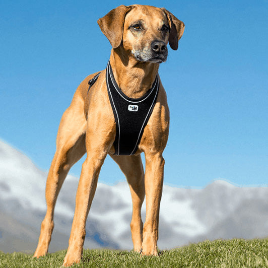 Curli Air-Mesh Vest Dog Harness